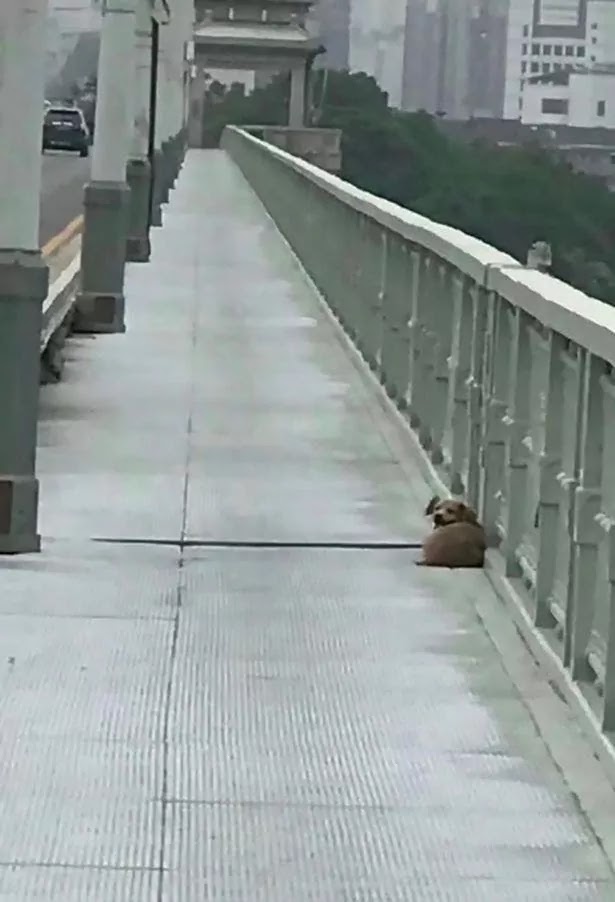 Loyal Dog Waits 4 Days On A Bridge After Watching His Owner Jumping To His Death In Wuhan River
