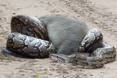 Why are monkeys jumping on trees afraid of snakes crawling on the ground?