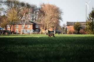 Deer Photo | Sutton Bridge | Sony RX10 IV