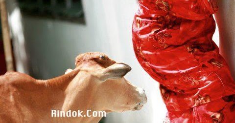 Ilmu Untuk Ternakan Ruminan Lembu jantan menjadi marah  