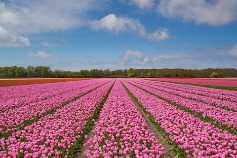 تعرف على سياحة الربيع في هولندا