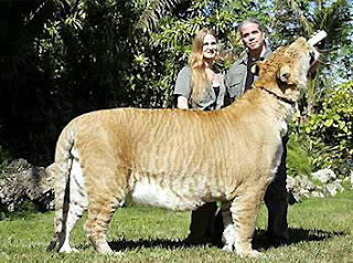 Liger perkawinan silang Singa dengan Harimau