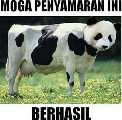 Kumpulan Meme dan Gambar Kocak Hewan Qurban yang Mengundang Tawa Terbaru 2018 