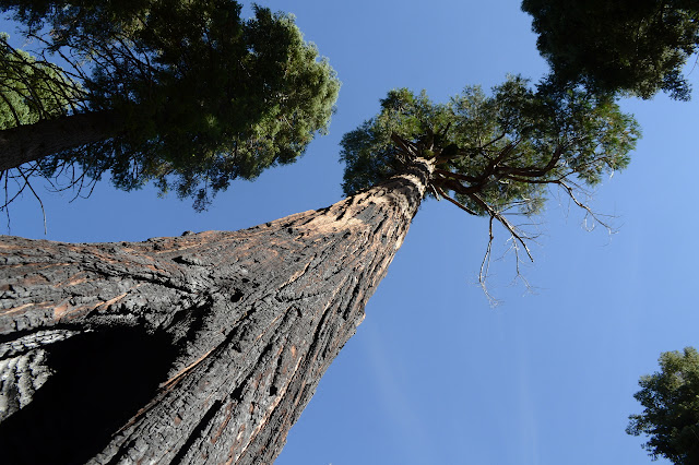 blackening from fire reaches high on the trunk of a living tree