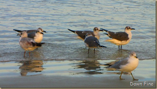 pond and gull fly in_292