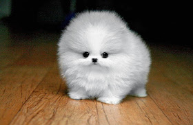 Cute dogs - part 6 (50 pics), a very fluffy puppy