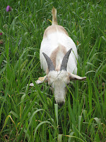 goat eating pearl millet