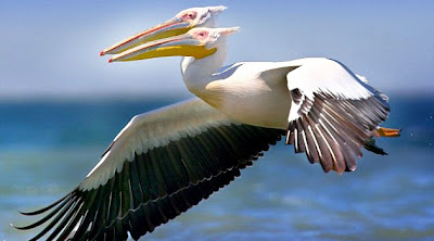 Burung Pelikan Berkepala Dua [ www.BlogApaAja.com ]