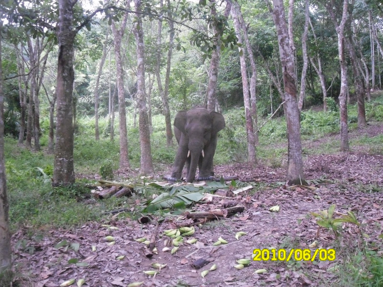 Sewangi bunga melor: gajah liar sesat di dalam kampung