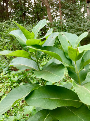 monarch caterpillar under milkweed leaf