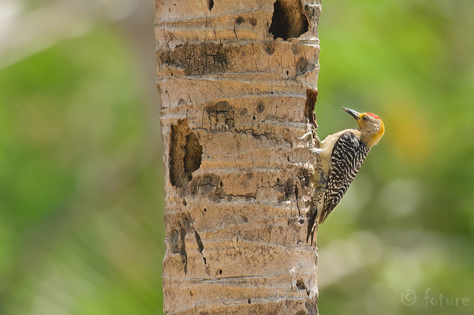 Nikaraagua leeträhn, Melanerpes hoffmannii, Hoffmann's Woodpecker, rähn, aurifrons, Centurus