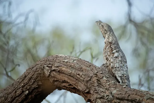The Quirkiest Animals and Their Unique Traits - Curious Facts Explored