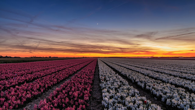 Puesta del Sol Campo Flores