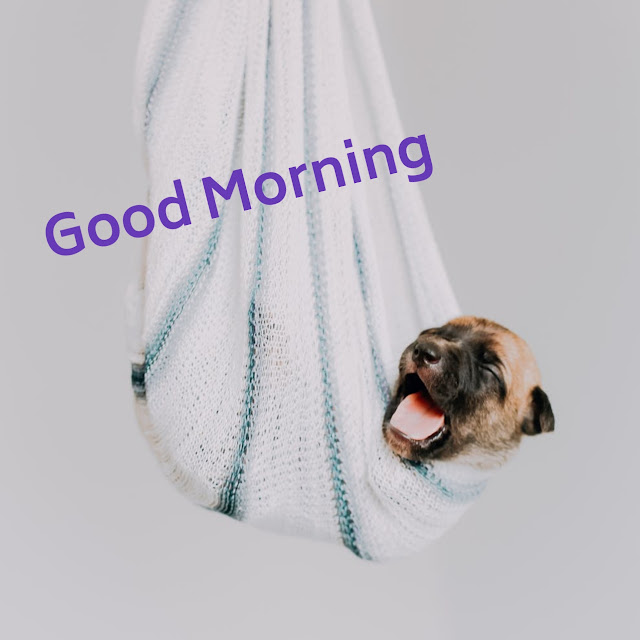 Funny_Good_Morning_Images_|_Good_Morning_Photos_|_Good_Morning_Wallpapers