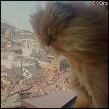 Amazing Cat GIF • Proud Persian cat with long hair blowing in the wind. Cat domination over the City [ok-cats.com]