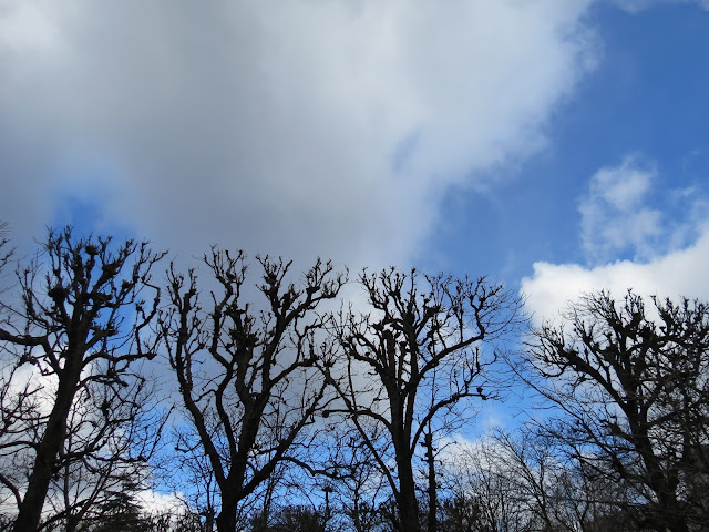 Paris trees square