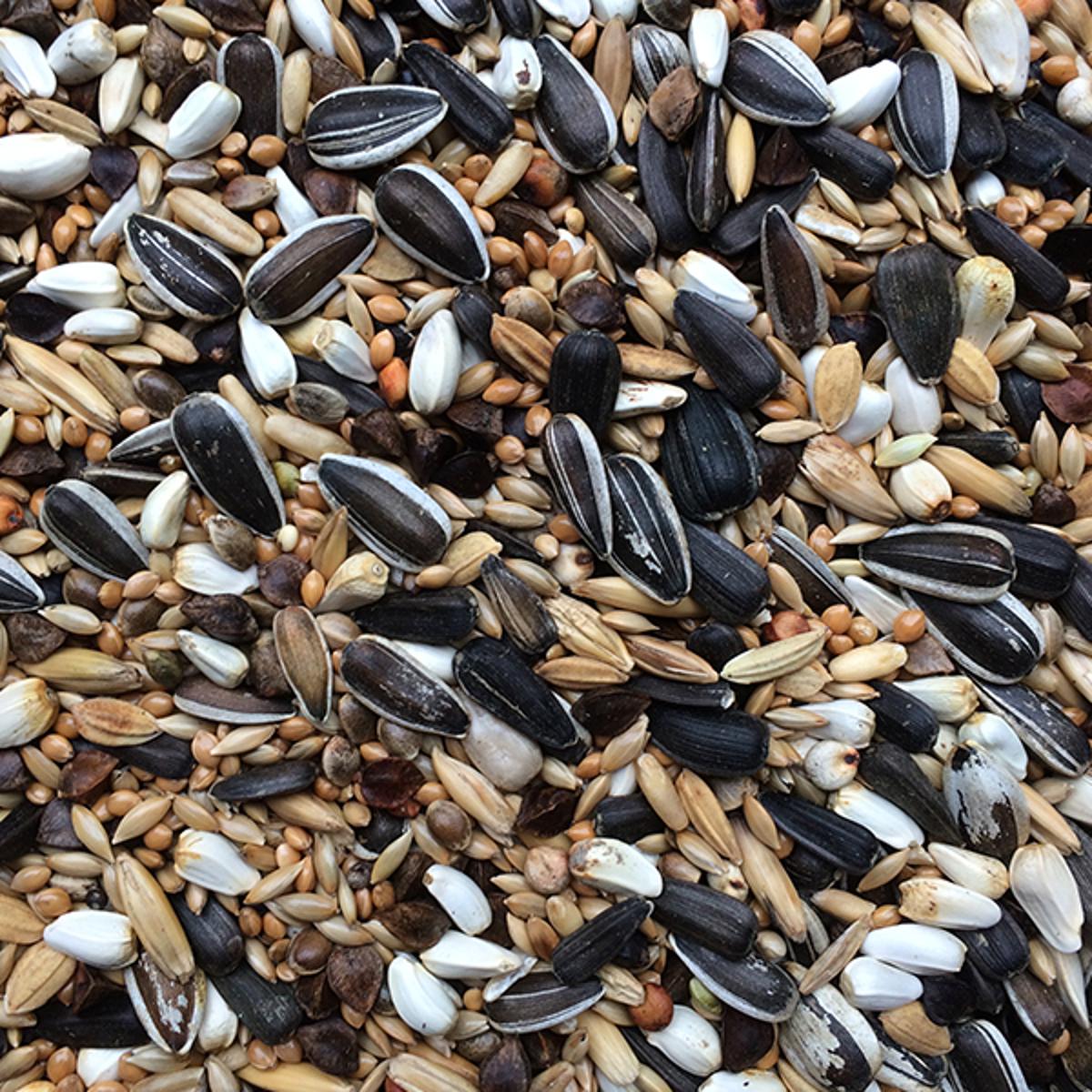 Cooked grains for lovebirds