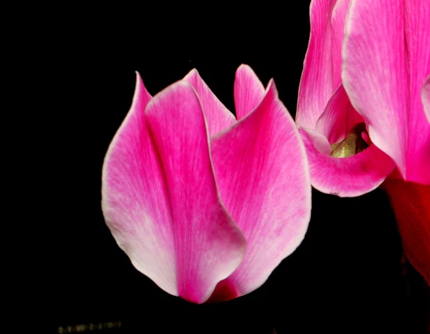Cyclamen Flower Photo Project: With Canon EOS 70D and EF-S 18-135mm IS STM Lens Photo: © Vernon Chalmers