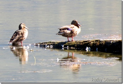 Mallards