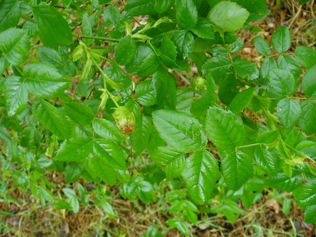 ESCARAMUJO-Rosa-canina