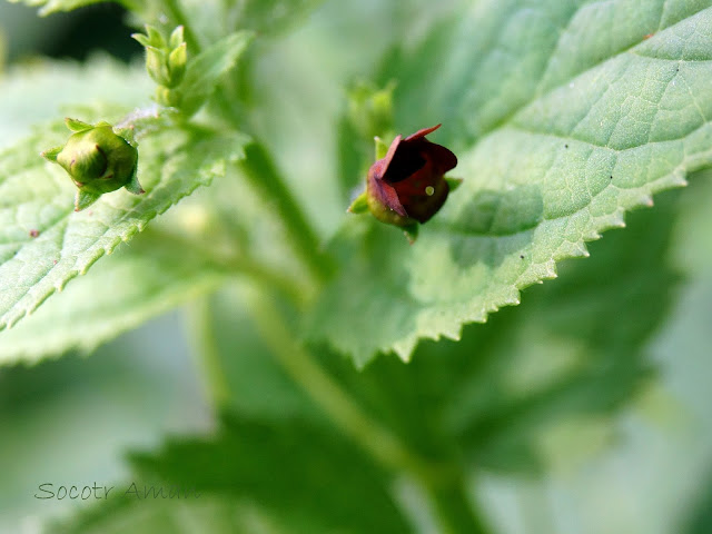 Scrophularia kakudensis