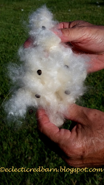 Eclectic Red Barn: Cotton ball with seeds