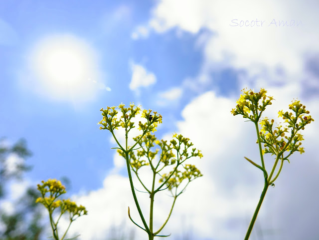 Patrinia scabiosifolia