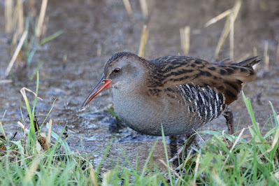 Waterral - Wetterhintsje - Rallus aquaticus