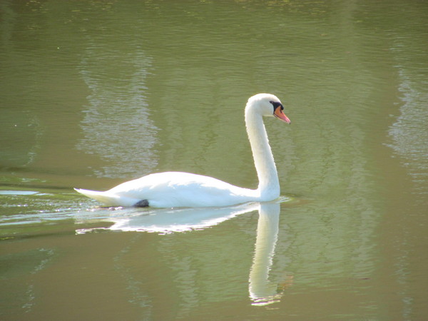 Beautiful Swan at New Vrindavana