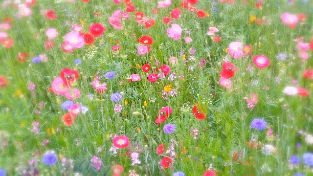 wild flower garden