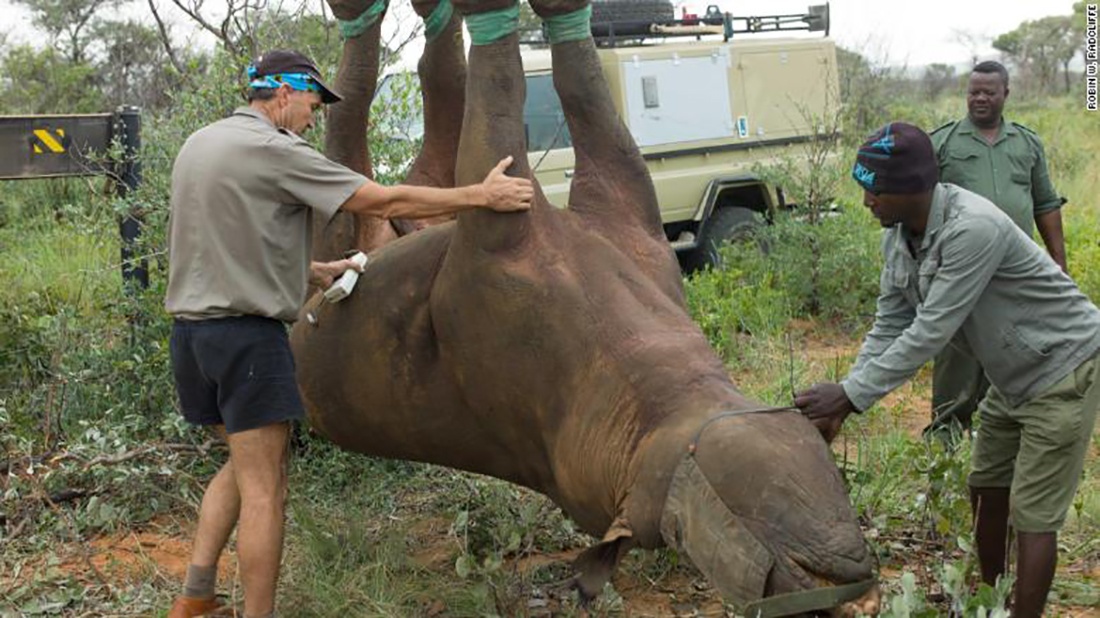 Why do rhinos hang upside down when they are moved from one place to another?