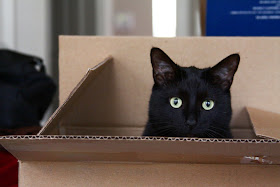 cat in a box, funny cat photos