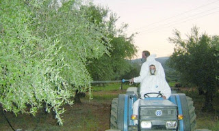 Ηλεία: «Χαριστική βολή» στην ελαιοπαραγωγή