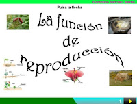 http://cplosangeles.juntaextremadura.net/web/edilim/curso_3/cmedio/los_seres_vivos_3/la_reproduccion/la_reproduccion.html