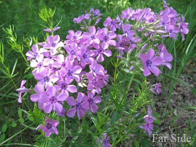 Phlox