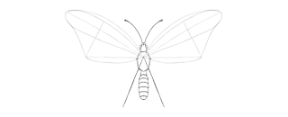 how-to-draw-butterfly-2-9