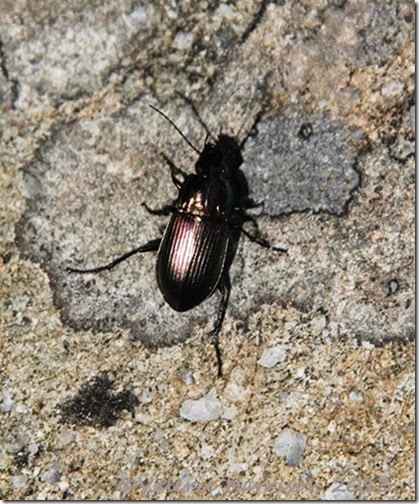 24-Poecilus-versicolor
