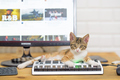 What Tunes Do Cats Prefer