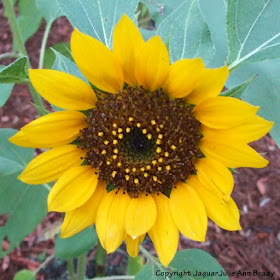 A Pretty Yellow Sunflower Blossom Slightly Different From the Rest