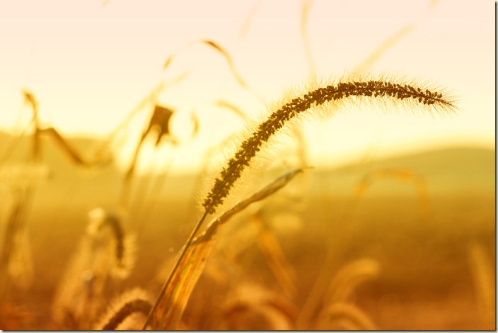 10711_Golden weeds