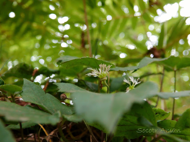 Clematis japonica