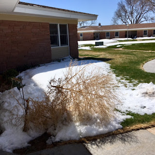 photo of "tumbled over" tumbleweed after a sunny day