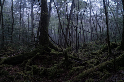 Suicide Forest Merupakan Tempat untuk bunuh diri paling populer di Jepang