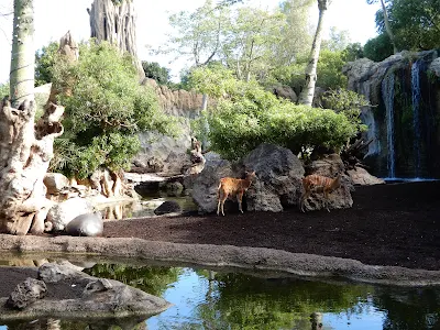 BIOPARC Valenciaのアフリカゾーンの動物たち