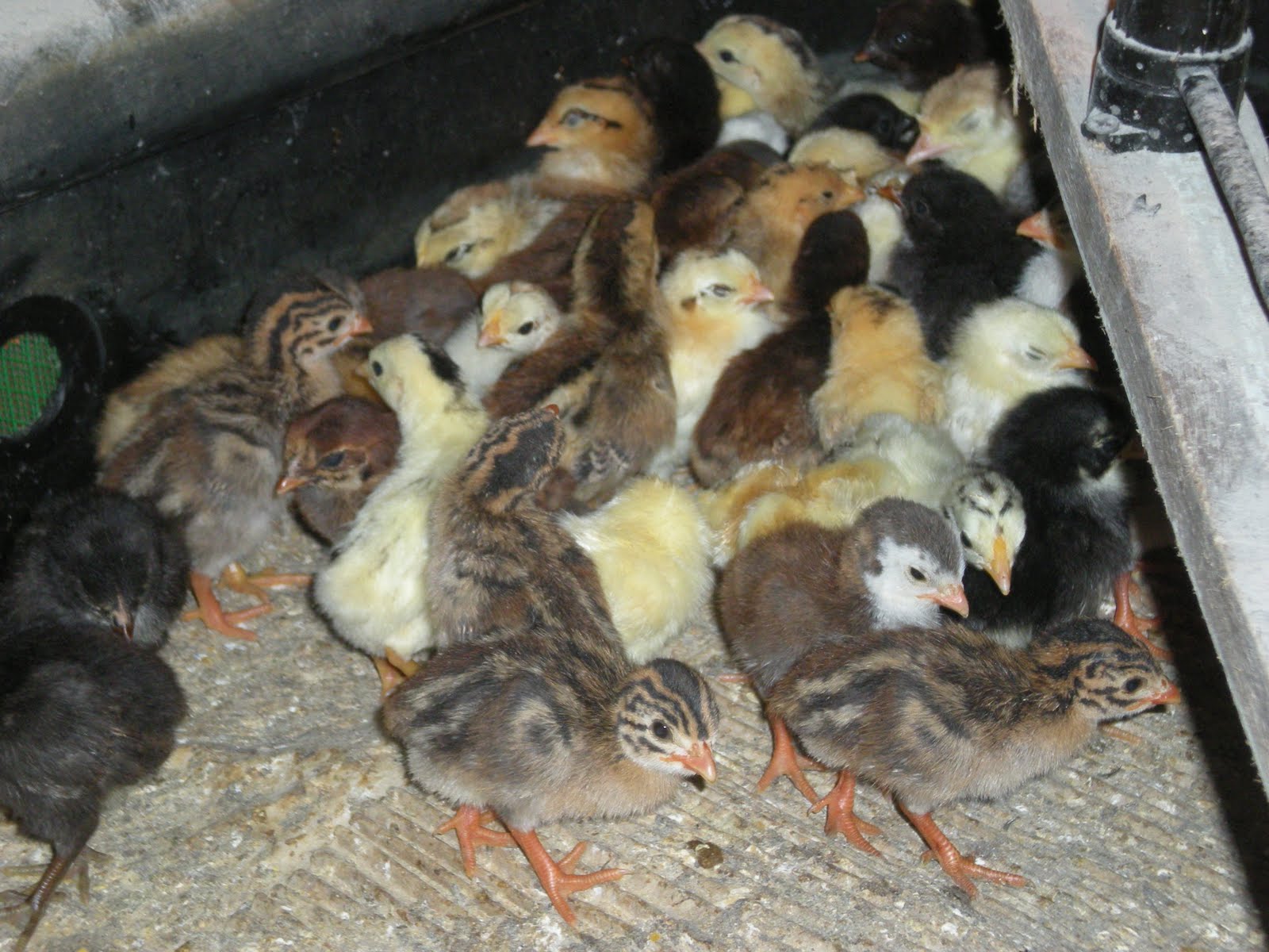  Gambar  Ayam  Kampung Opah 06 24 11 Induk  Asli Ori 