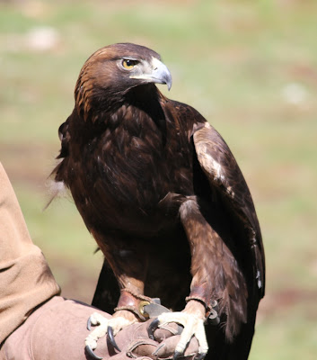 golden eagle