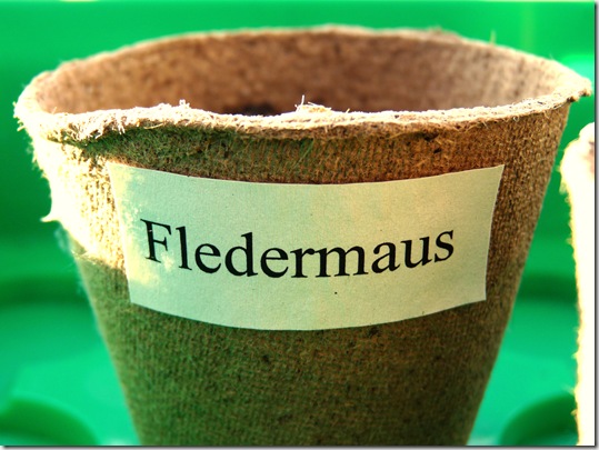 Fledermausblume