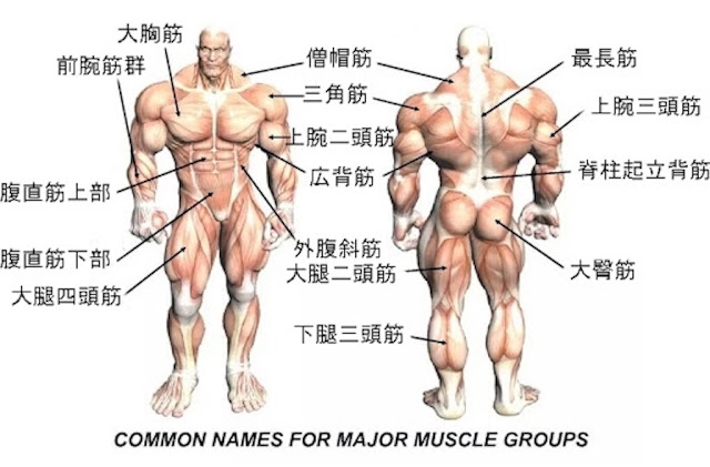 筋肉の部位名称とそれぞれの鍛え方 ウエイトトレーニングの完全