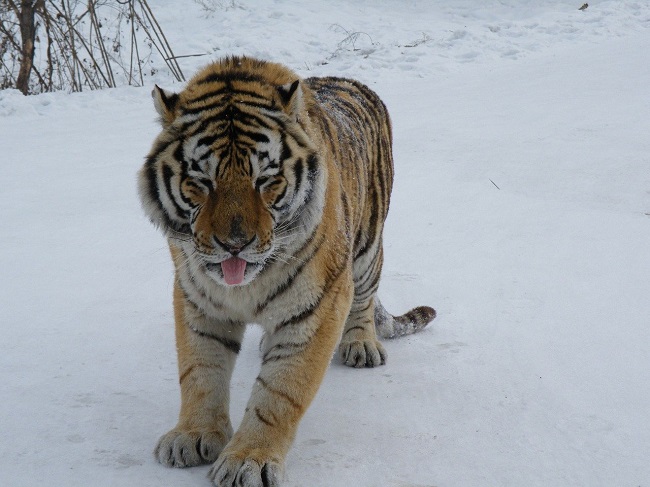 Siberian Tiger in Harbin, China (Photo by Thomas Johanna on Pixabay)