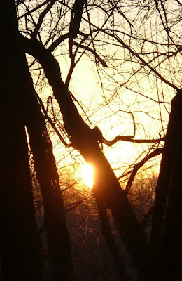 sun on branches